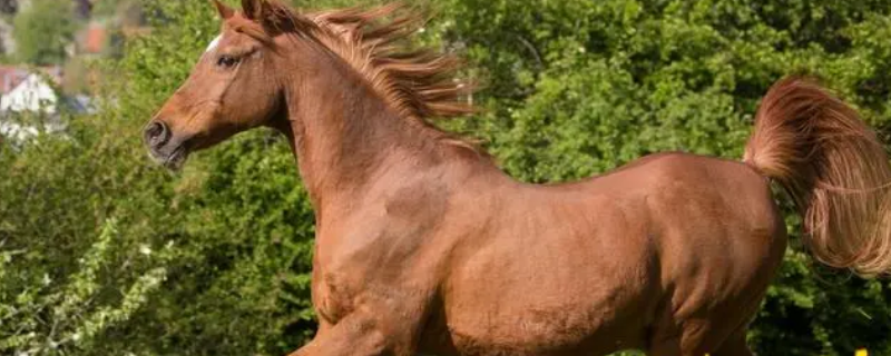 轻沙走马路无尘是什么生肖