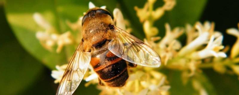 吡唑醚菌酯打完药几天可以放蜜蜂