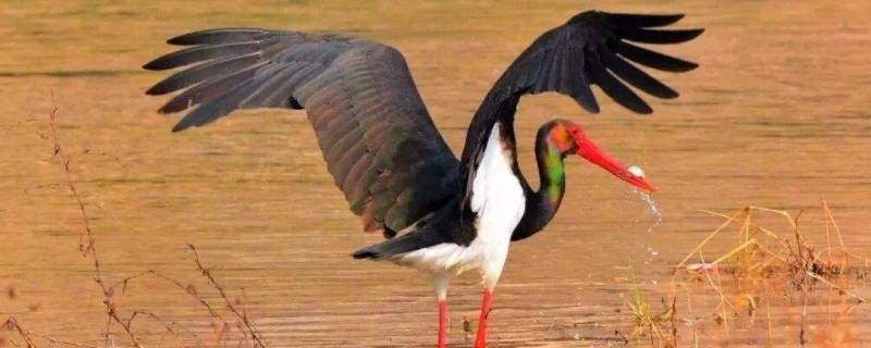 保护鸟类的十种方法