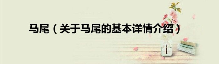 马尾（关于马尾的基本详情介绍）