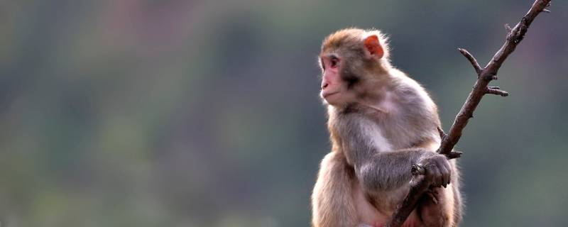 覆水难收打一最佳生肖